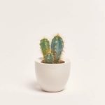 Зображення товару Кактус мікс в кер., артикул: 33834