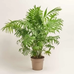 Зображення товару Хамедорея Елеганс, артикул: 56849