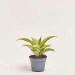 Зображення товару Сансевієрія Габрієлла Краун, артикул: 57161