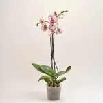 Зображення товару Фаленопсис Гранді Пікасо 2ст., артикул: 35075
