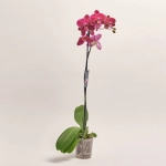 Зображення товару Фаленопсис 1ст. мікс, артикул: 18850