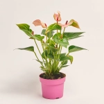 Зображення товару Антуріум Матата, артикул: 52589