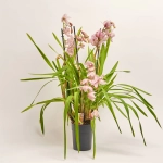 Зображення товару Цимбідіум мікс 4ст., артикул: 31271