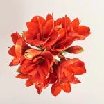 Зображення товару Букет 5 Амарилісів F448, артикул: 52499