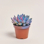 Зображення товару Ехеверія Міранда гліттер, артикул: 54998