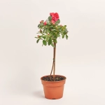 Зображення товару Азалія мікс штам., артикул: 25148