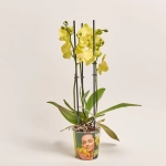 Зображення товару Фаленопсис "Савона" 3ст., артикул: 55794