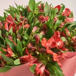 Зображення товару Букет 25 Червоних Альстромерій F632, артикул: 44694