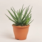 Зображення товару Алоє Арборесценс, артикул: 55308