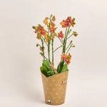 Зображення товару Фаленопсис "Дуетто Болгері" 4ст., артикул: 52758