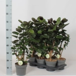 Зображення товару Полісціас Фабіан, артикул: 57540