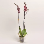 Зображення товару Фаленопсис 2ст. мікс, артикул: 18519