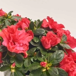 Зображення товару Азалія мікс, артикул: 25143