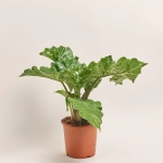 Зображення товару Алоказія Лоу Райдер, артикул: 52064