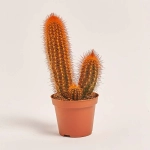 Зображення товару Кактус Рейнбов, артикул: 5912