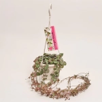 Зображення товару Церопегія Вуд Варієгатна, артикул: 52754