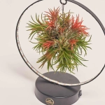 Зображення товару Тілландсія Рінг із підсвіткою, артикул: 54179