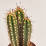 Зображення товару Кактус Бол мікс, артикул: 53324