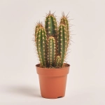 Зображення товару Кактус "Zuil" мікс, артикул: 54999