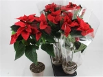 Зображення товару Пуансетія Крісмас Ред штамб., артикул: 32297