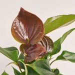 Зображення товару Антуріум Паріс Блек, артикул: 52065