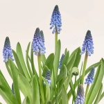 Зображення товару Мускарі Карола, артикул: 55855