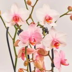 Зображення товару Фаленопсис фарб. каскад 2ст. мікс, артикул: 53484