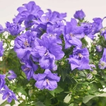 Зображення товару Кампанула Наполі, артикул: 1257