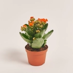 Зображення товару Каланхоє мікс, артикул: 1246