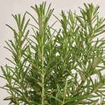Зображення товару Розмарин, артикул: 18474