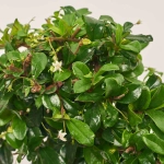 Зображення товару Бонсай в кер., артикул: 30212