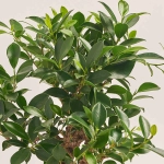 Зображення товару Бонсай в кер., артикул: 52984