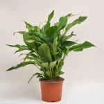 Зображення товару Спатифіллум Світ Чіко, артикул: 55520