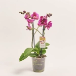 Зображення товару Фаленопсис 2ст. мікс, артикул: 25844