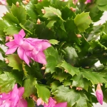 Зображення товару Шлюмбергера мікс, артикул: 54323