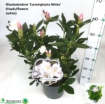 Зображення товару Рододендрон Каннінгемс Вайт, артикул: 57619