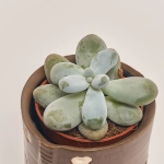 Зображення товару Сукулент мікс в кер., артикул: 30451