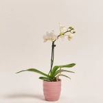 Зображення товару Фаленопсис міні в кер.і 1ст., артикул: 2716