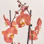 Зображення товару Фаленопсис 2ст. мікс, артикул: 18519