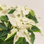 Зображення товару Пуансетія мікс, артикул: 53273