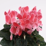 Зображення товару Цикламен Супер Макро, артикул: 44085