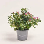 Зображення товару Азалія Осталет, артикул: 55853