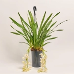 Зображення товару Цимбідіум мікс 4ст., артикул: 31271