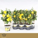 Зображення товару Мандевілла Цитрина, артикул: 56942