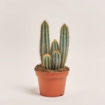 Зображення товару Кактус мікс, артикул: 33267