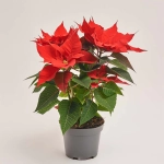 Зображення товару Пуансетія Марс, артикул: 54051