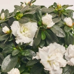 Зображення товару Азалія мікс, артикул: 35258