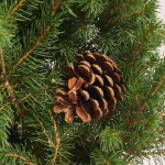 Зображення товару Ялина Перфекта в мішку, артикул: 54058