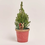 Зображення товару Ялина Перфекта декор в цинк. горщ., артикул: 54153