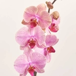 Зображення товару Фаленопсис 1ст. мікс, артикул: 17941